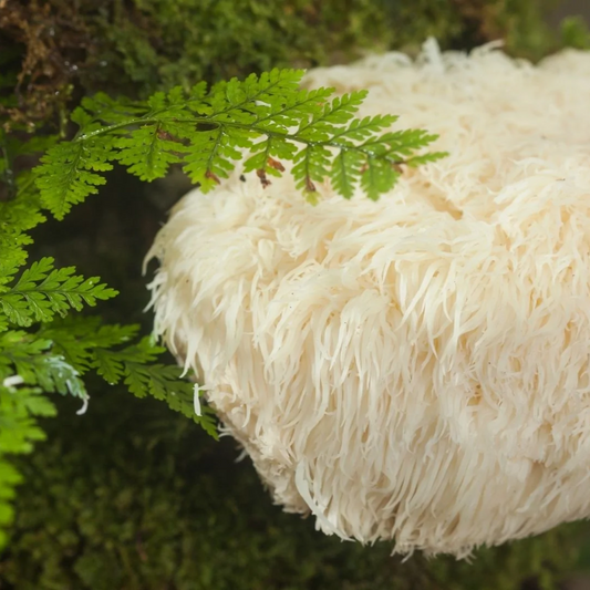 Lion's mane mushroom fruiting body