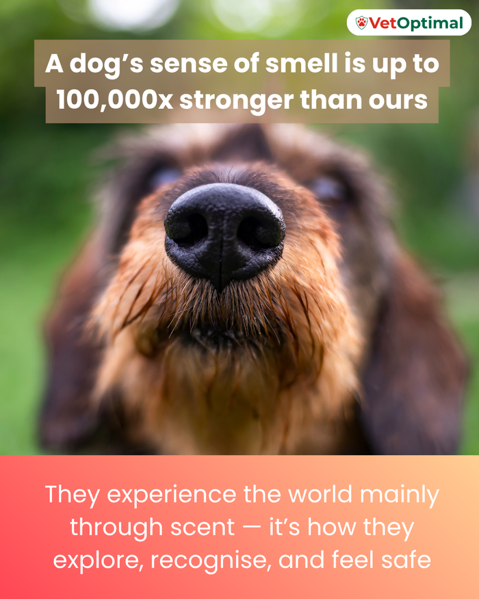 dog sense of smell