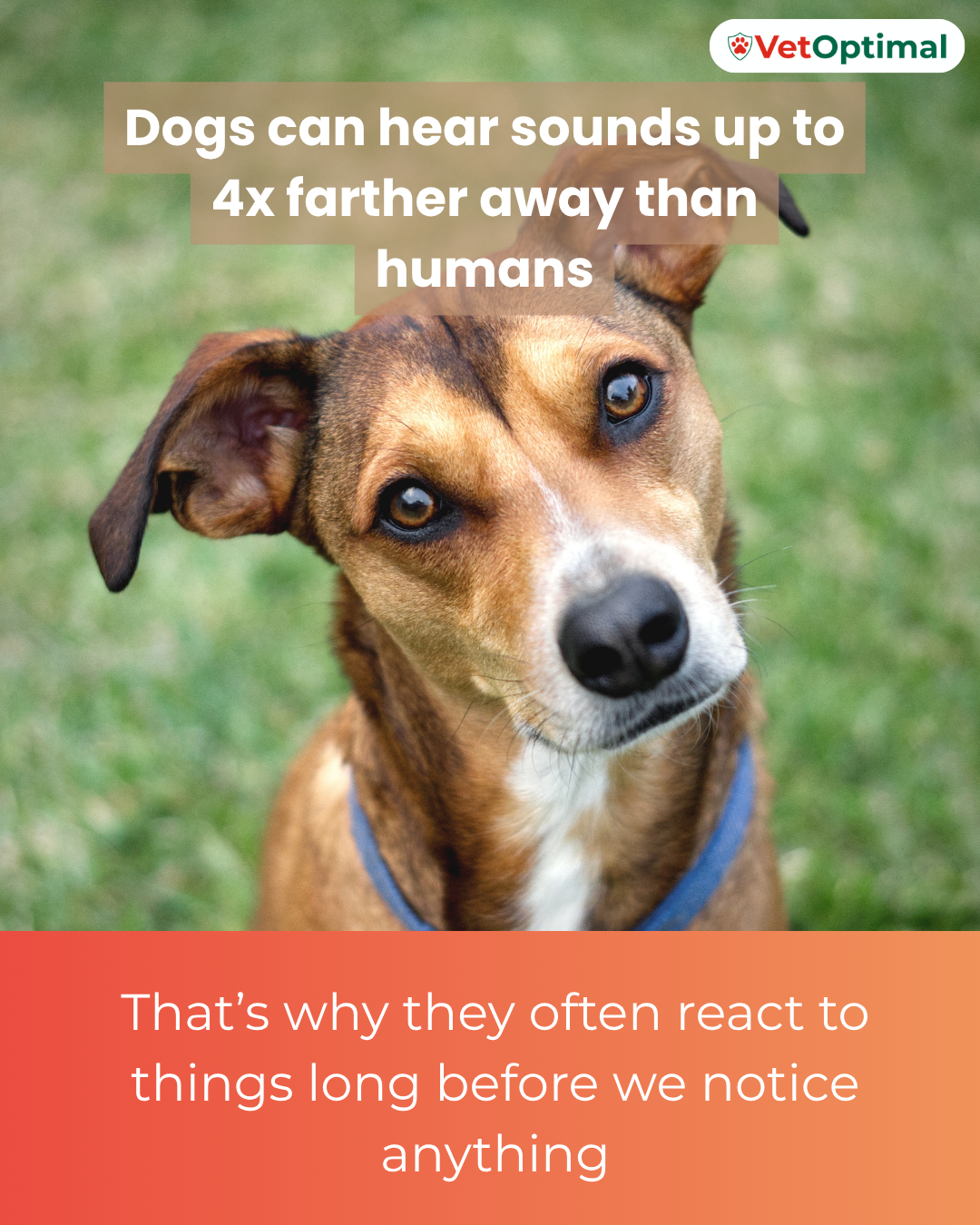 A Dog’s Sense of Hearing Explained