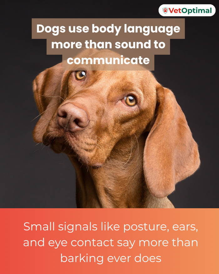 Dogs Use Body Language More Than Sound to Communicate