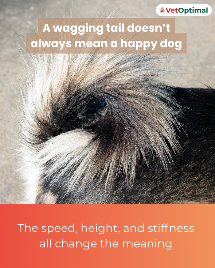 A Wagging Tail Does Not Always Mean a Happy Dog