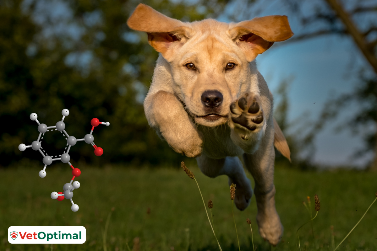 Chondroitin for Dogs Joints: How Does It Work?