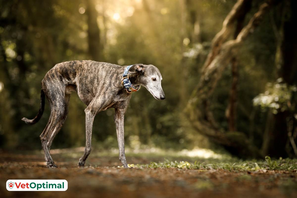 Joint Care Guide for Senior Greyhounds