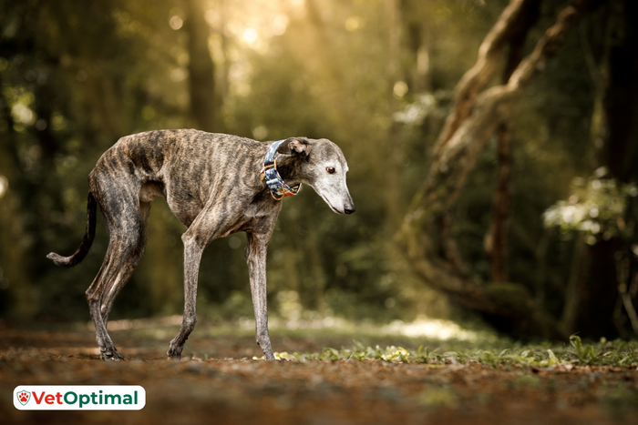 Joint Care Guide for Senior Greyhounds