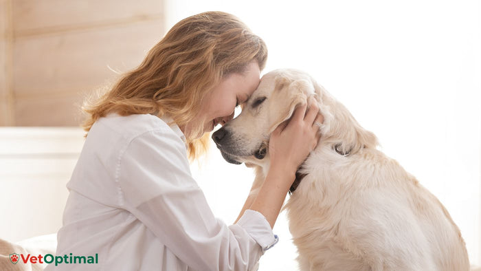 How to Help an Older Dog With Stiff Joints
