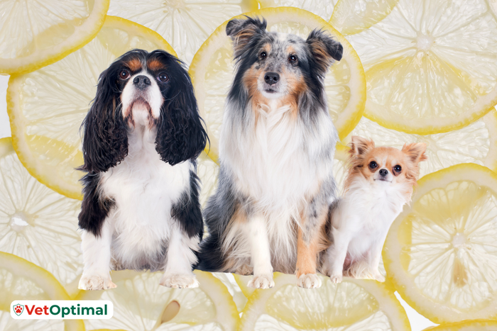 Hyaluronic Acid for Dogs Joints: How Does It Work?