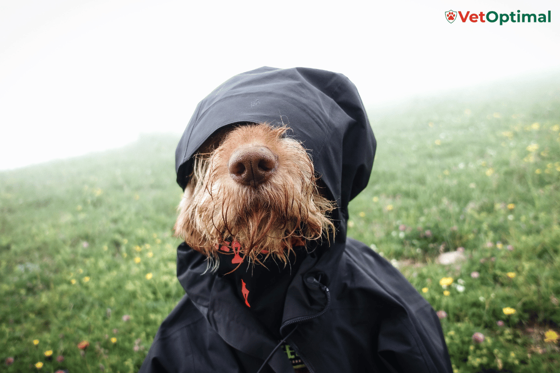 How Cold Weather Affects Dog Joints and What Owners Can Do