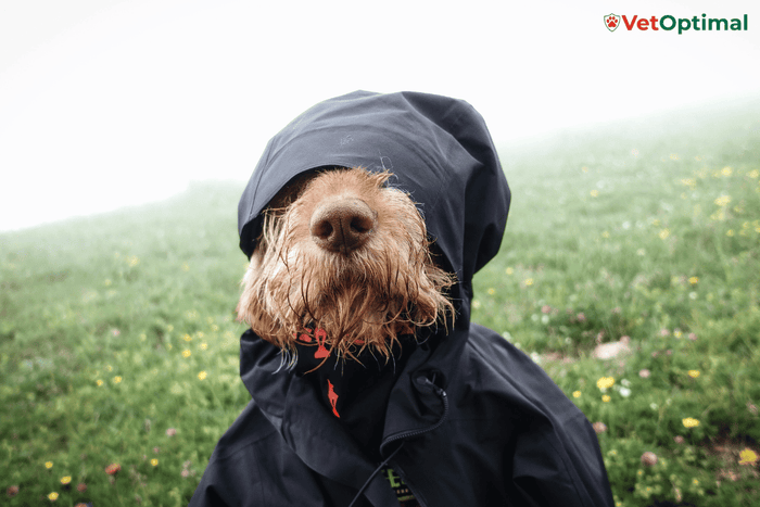 How Cold Weather Affects Dog Joints and What Owners Can Do