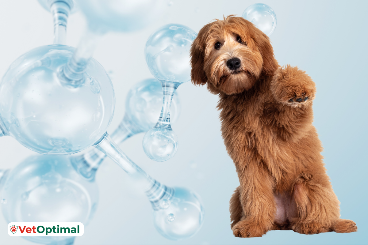 Collagen for Dogs’ Joints: How Does It Work?