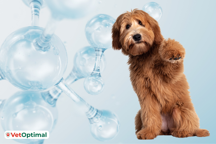 Collagen for Dogs’ Joints: How Does It Work?