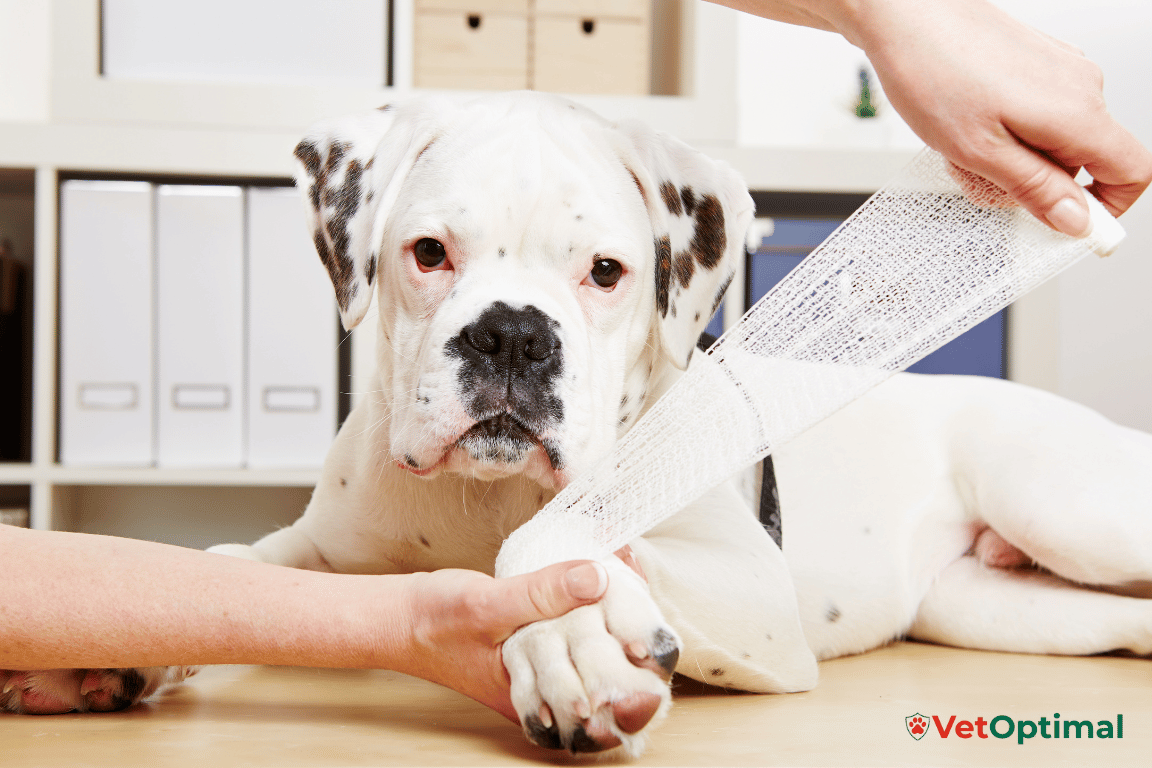How Dog Joints Work and Why Joint Problems Happen