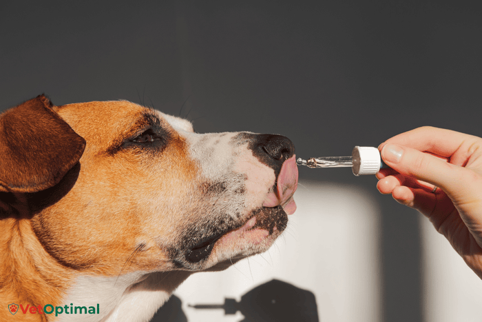 The Science Behind Dog Joint Supplements and How They Support Mobility