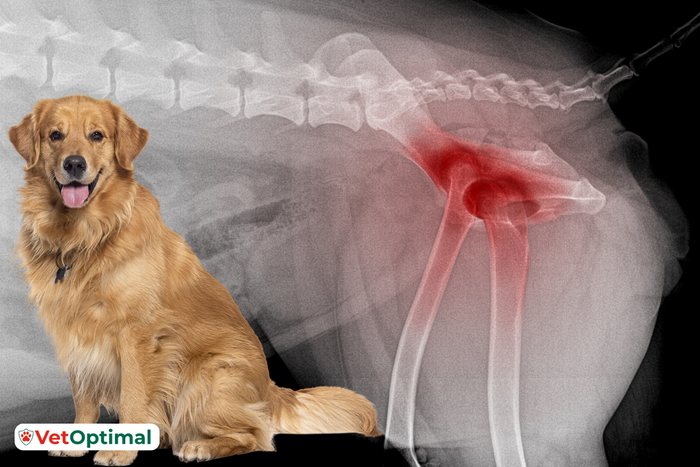 Glucosamine for Dogs’ Joints - How Does It Work?