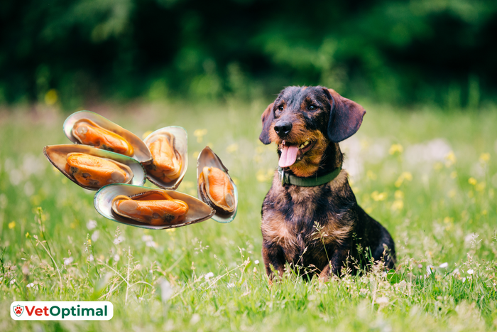 Green Lipped Mussel for Dogs Joints: How Does It Work?