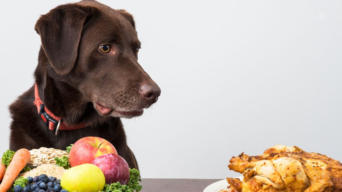 Best Foods for Dogs With Joint Problems