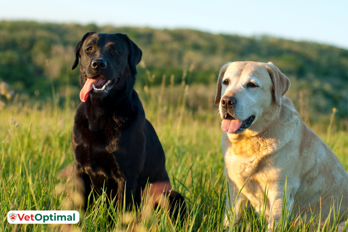 Best Joint Support for Labrador Retrievers