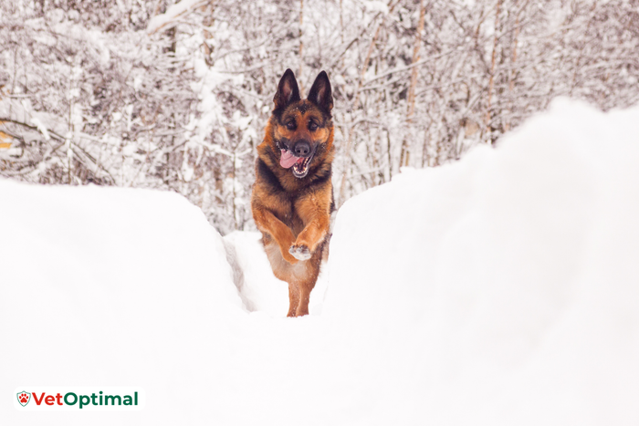 Joint Problems in German Shepherds: What to Watch For