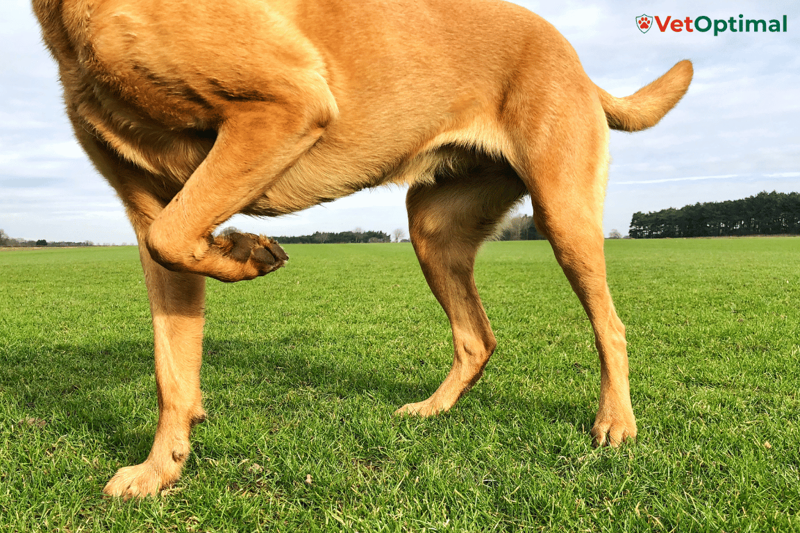 Best Exercises for Dogs With Arthritis to Support Mobility and Comfort