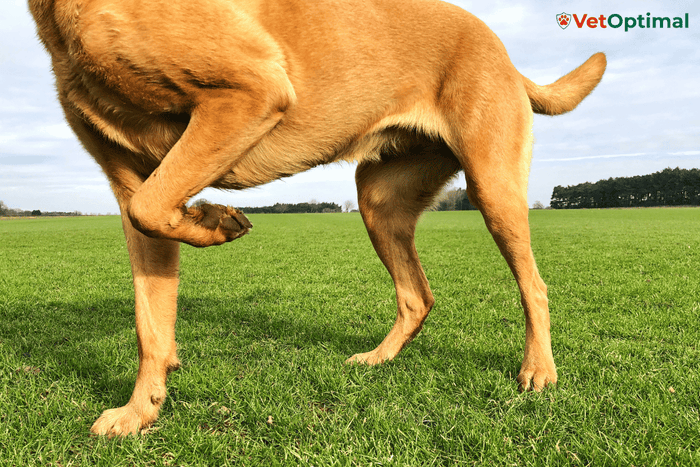 Best Exercises for Dogs With Arthritis to Support Mobility and Comfort