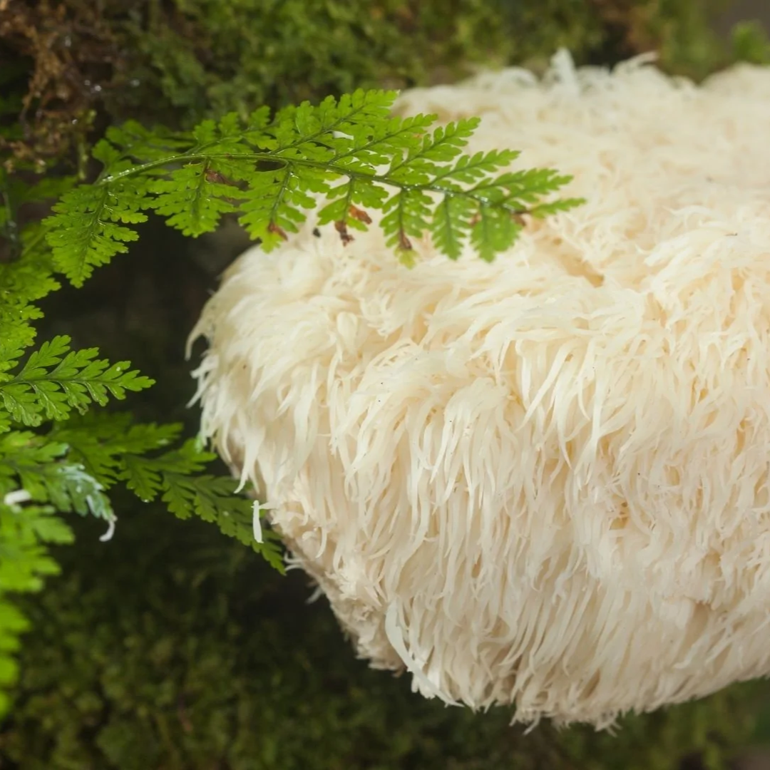 Lion's mane mushroom fruiting body