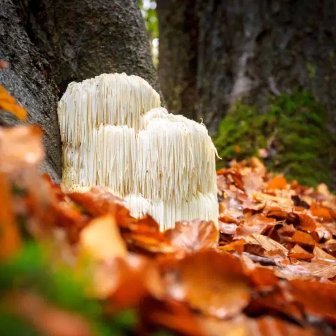  Lion's Mane Mushroom Boost Memory