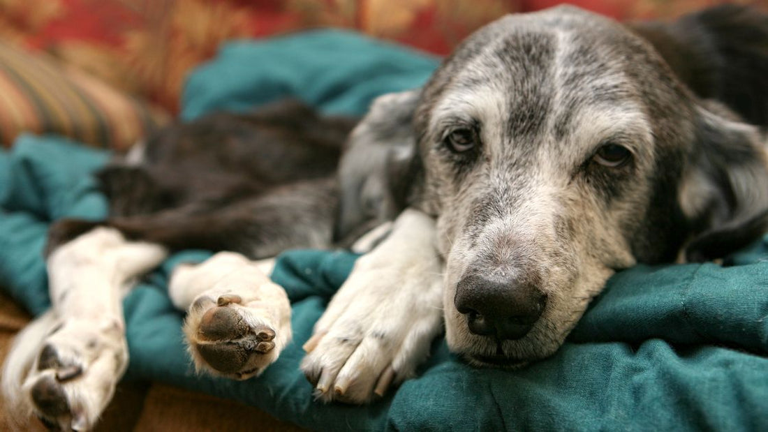 Home Comfort Tips for Dogs With Arthritis