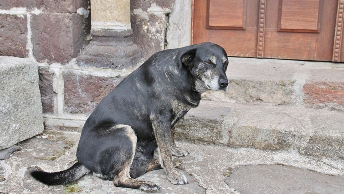 Why Is My Dog Limping but Acting Normal