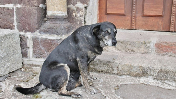 Why Is My Dog Limping but Acting Normal