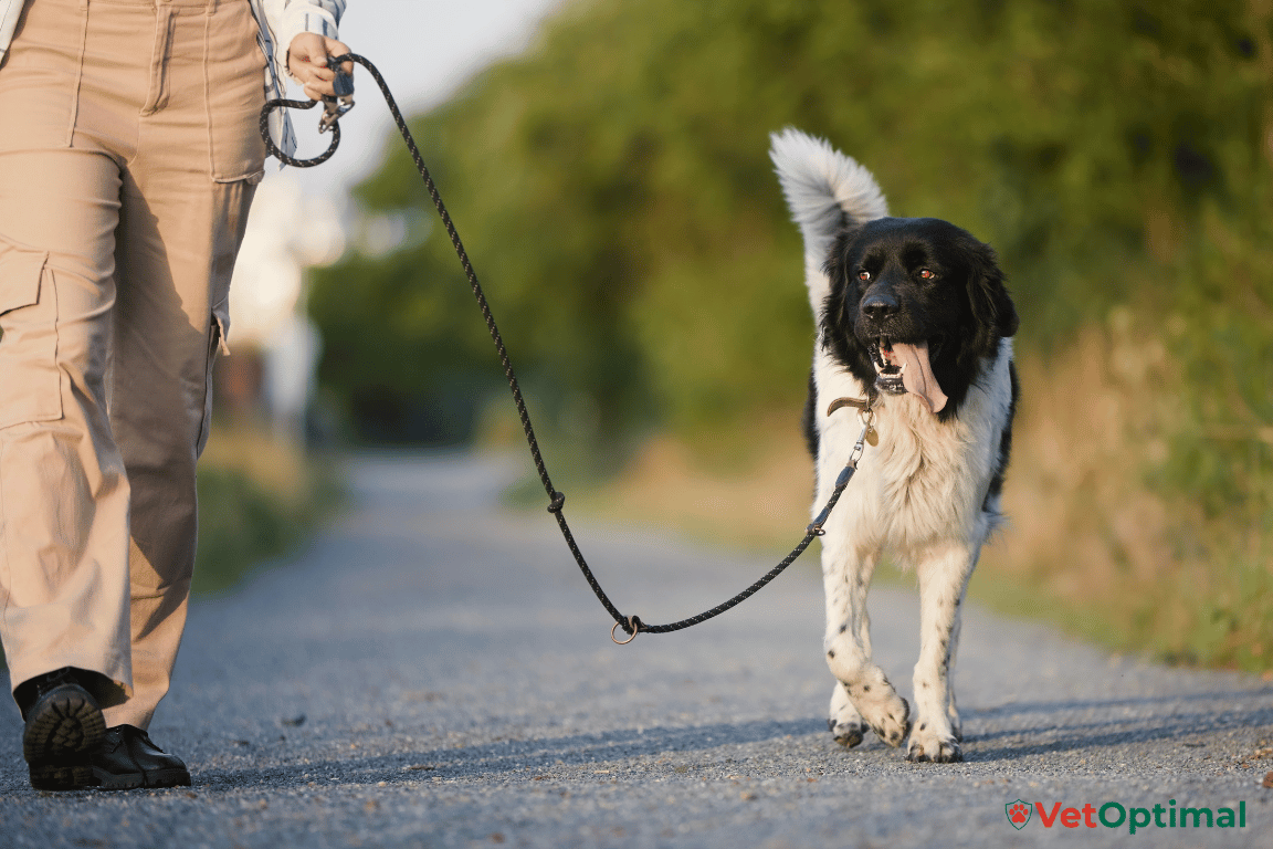 Weight Loss and Joint Pain in Dogs How Healthy Weight Supports Mobility