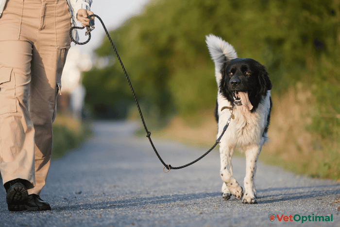 Weight Loss and Joint Pain in Dogs How Healthy Weight Supports Mobility
