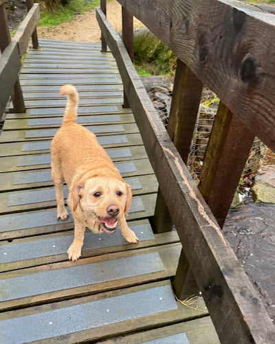 Customer testimonial video