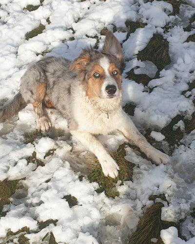 Customer testimonial video